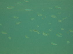 gold spot herring.jpg